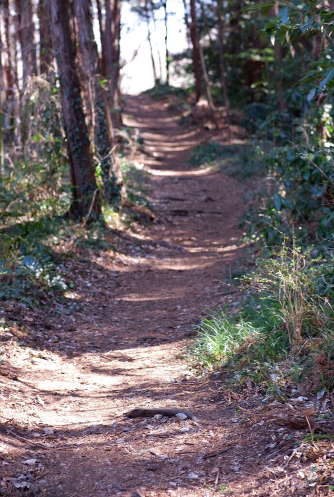 富山ゆたか撮影：早春の林間１