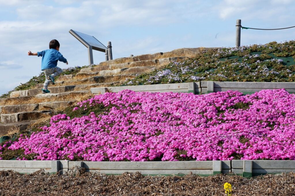 富山ゆたか撮影：春の丘
