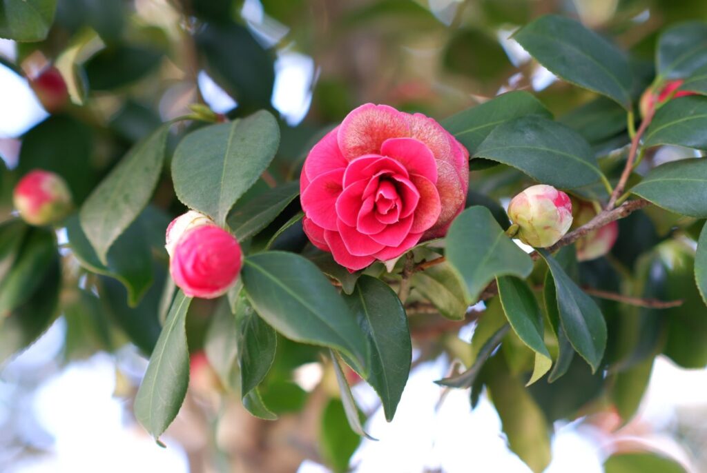 富山ゆたか撮影：椿１