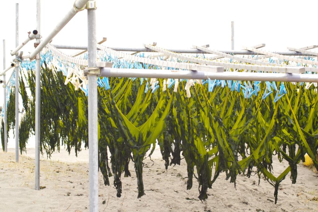 富山ゆたか撮影：若布干　由比ヶ浜１