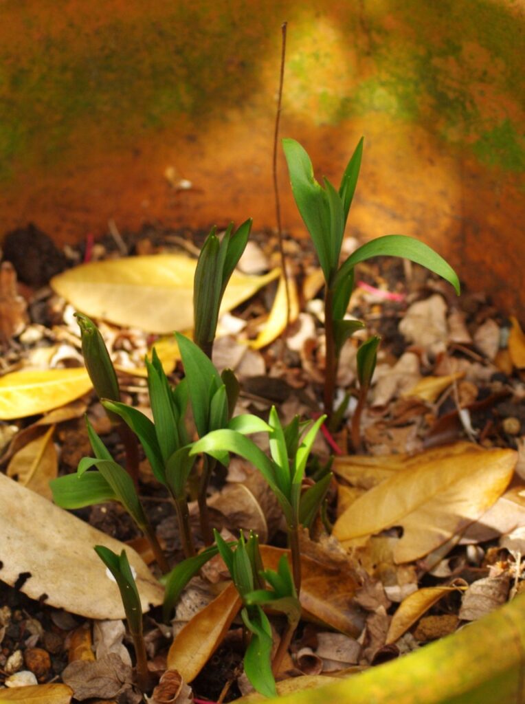 富山ゆたか撮影：草の芽