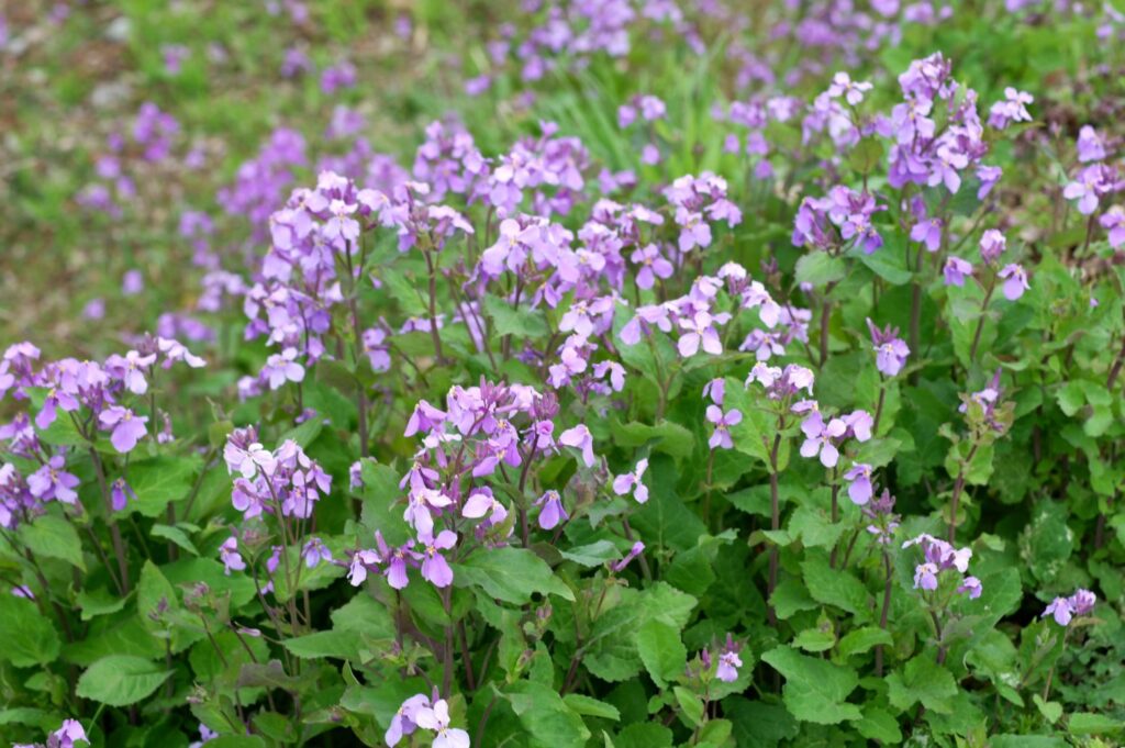 富山ゆたか撮影：諸喝采・紫花菜